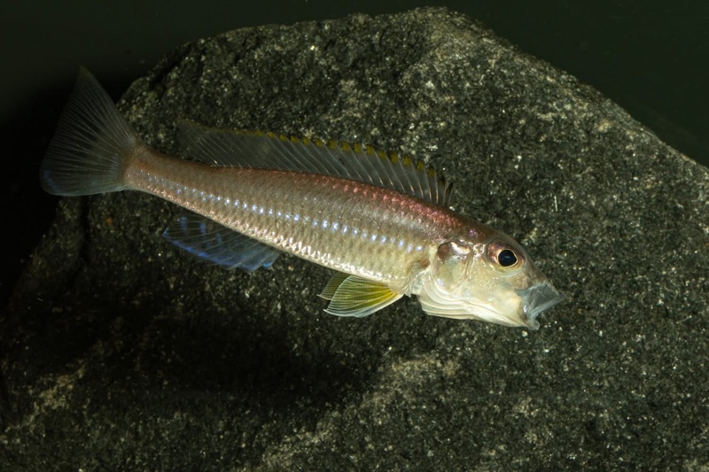Reganochromis calliurus 'Kalalangabo'